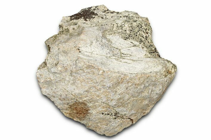 Dinosaur (Triceratops) Frill Shield Section - Montana #338916